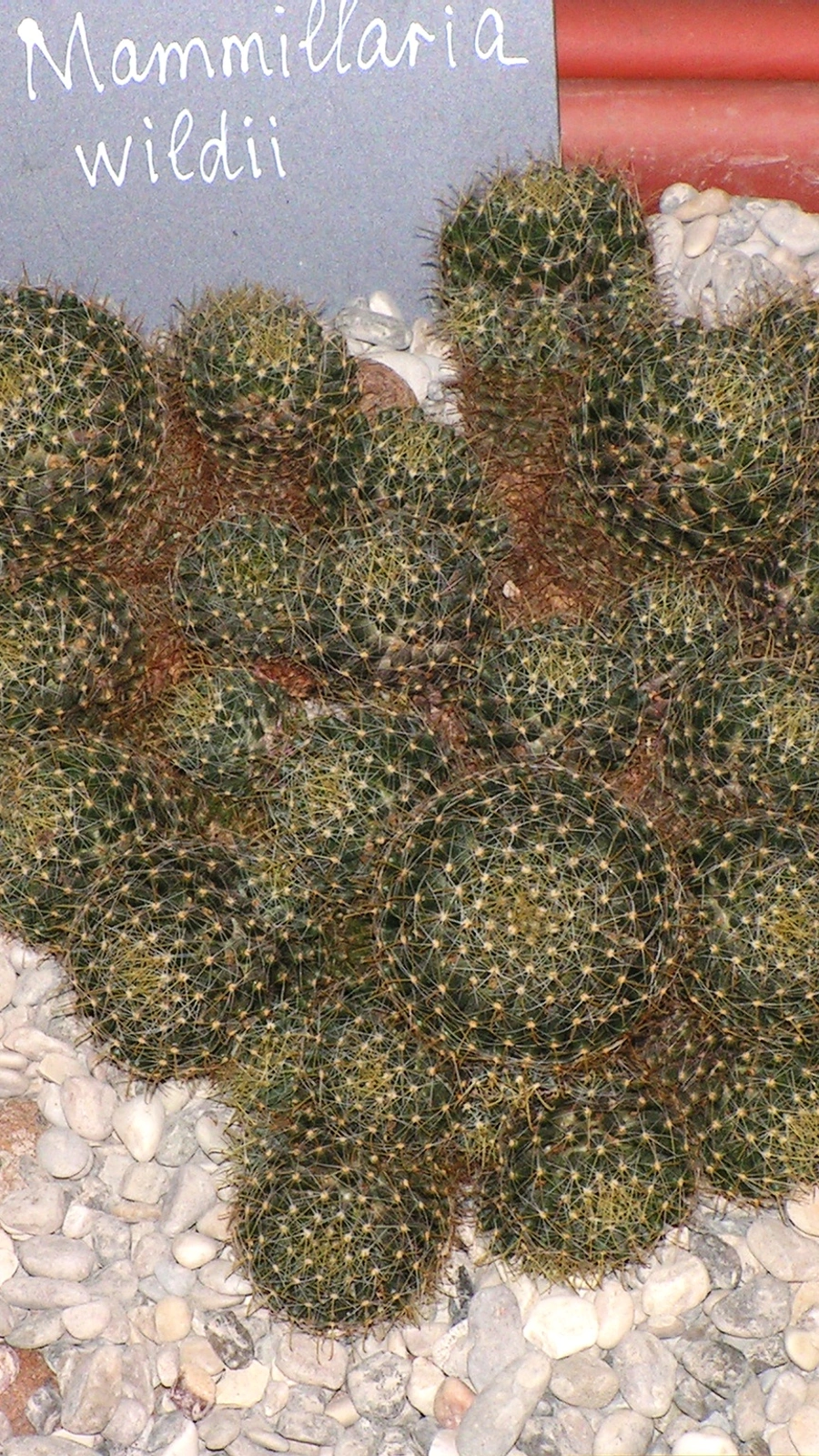Mammillaria scheinvariana