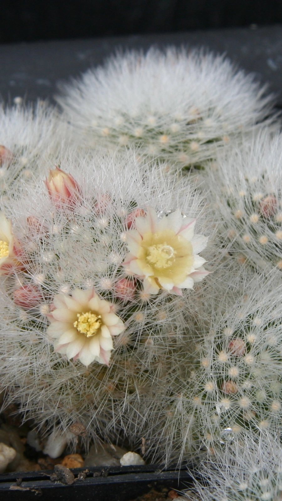 Mammillaria schwarzii