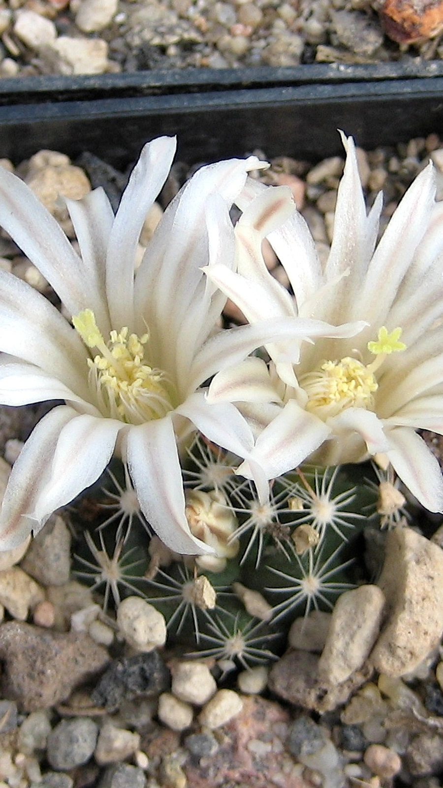 Mammillaria schwarzii