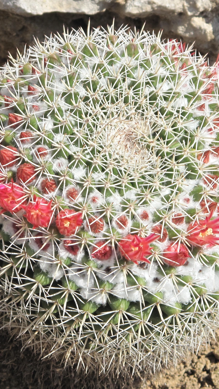 Mammillaria scrippsiana