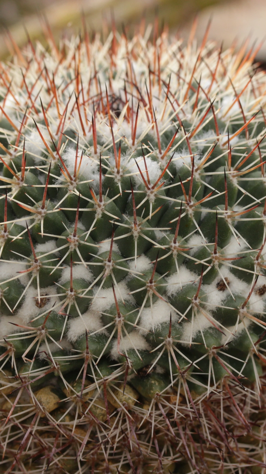 Mammillaria scrippsiana