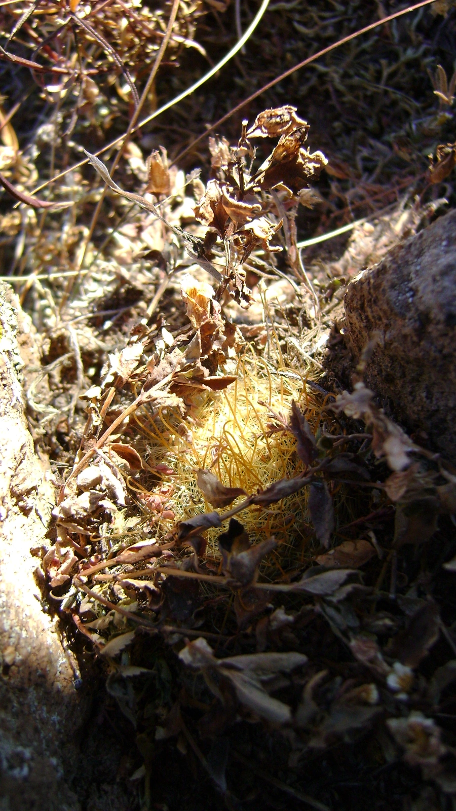 Mammillaria sinistrohamata