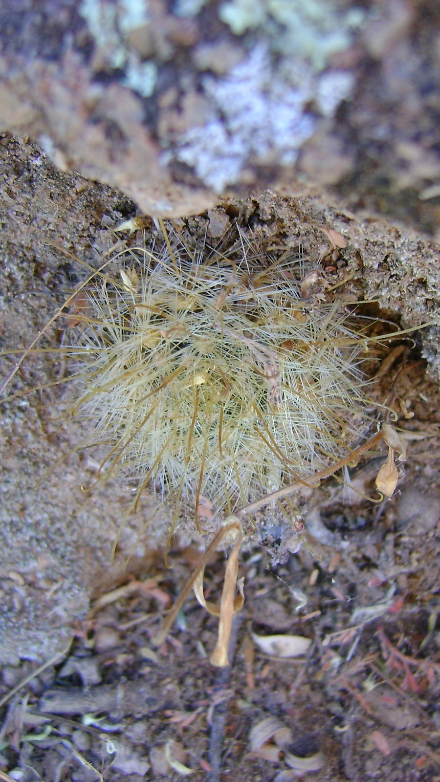 Mammillaria sinistrohamata