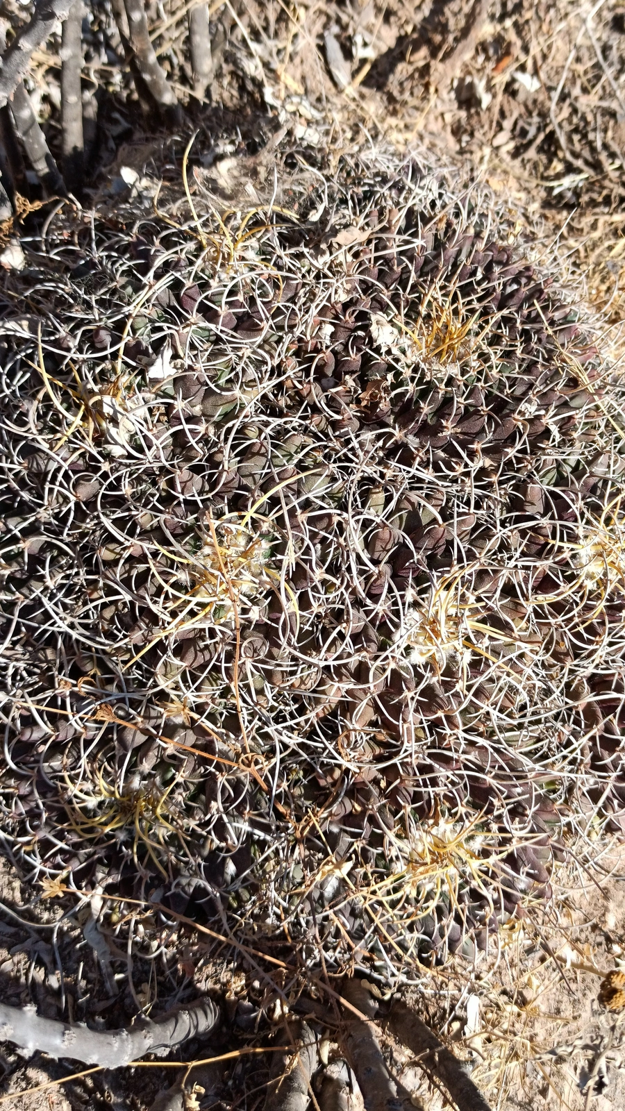 Mammillaria solitaria