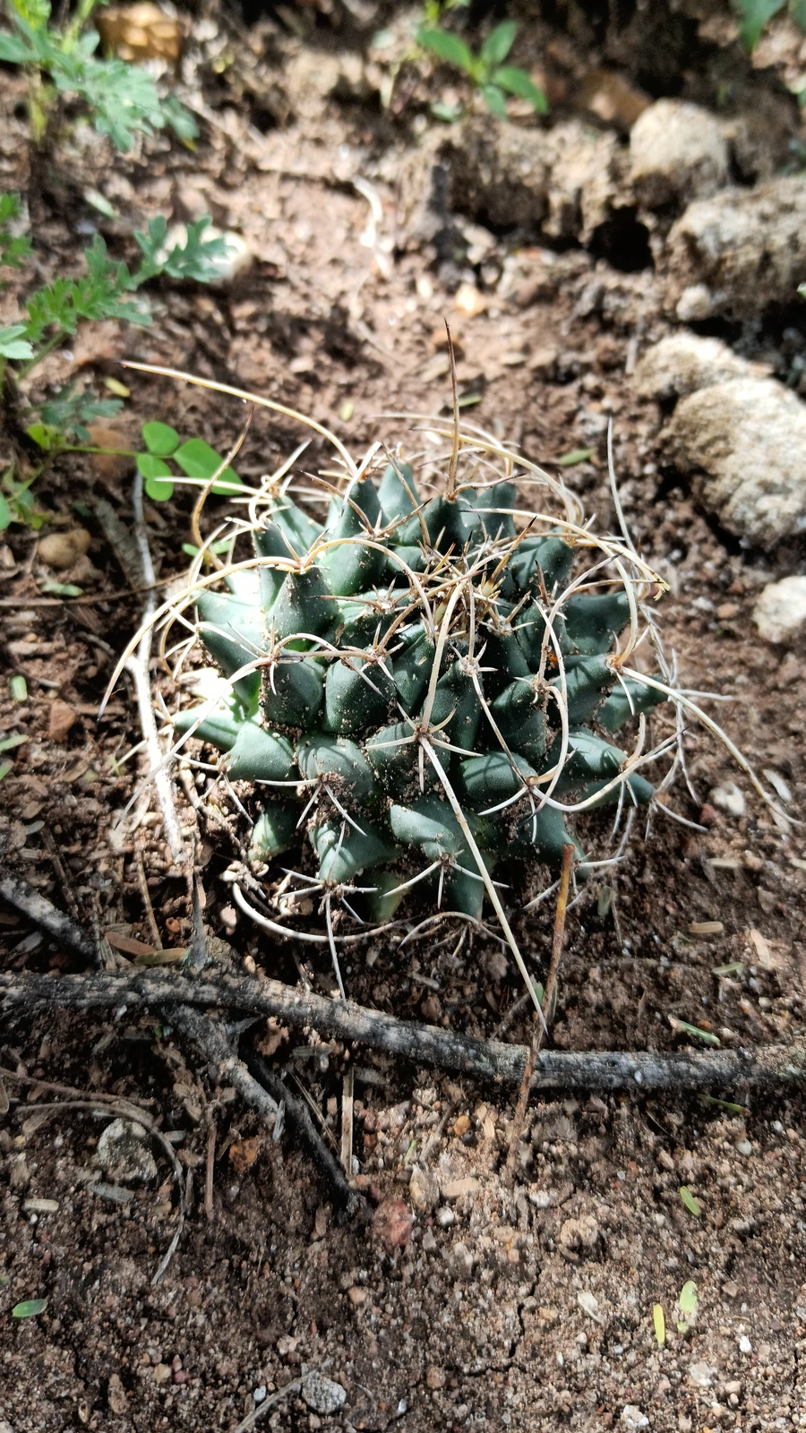 Mammillaria solitaria