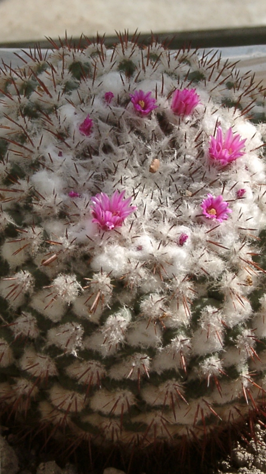 Mammillaria sonorensis