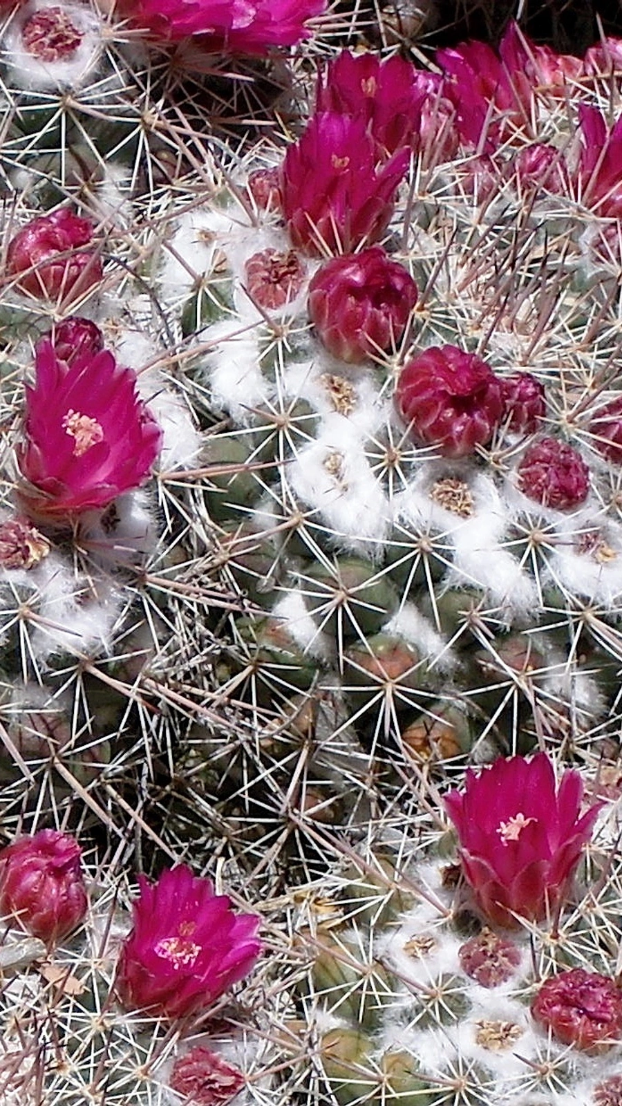 Mammillaria sonorensis