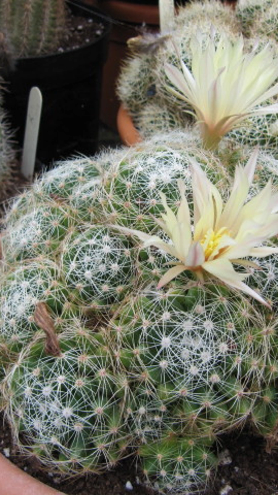 Mammillaria sphaerica