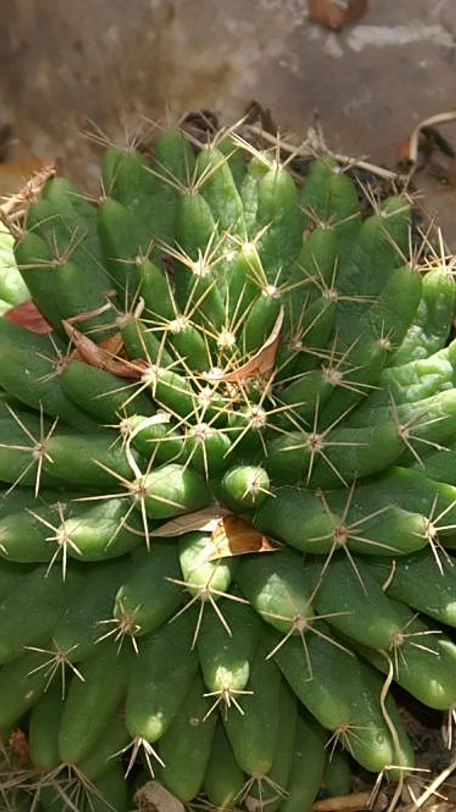 Mammillaria sphaerica