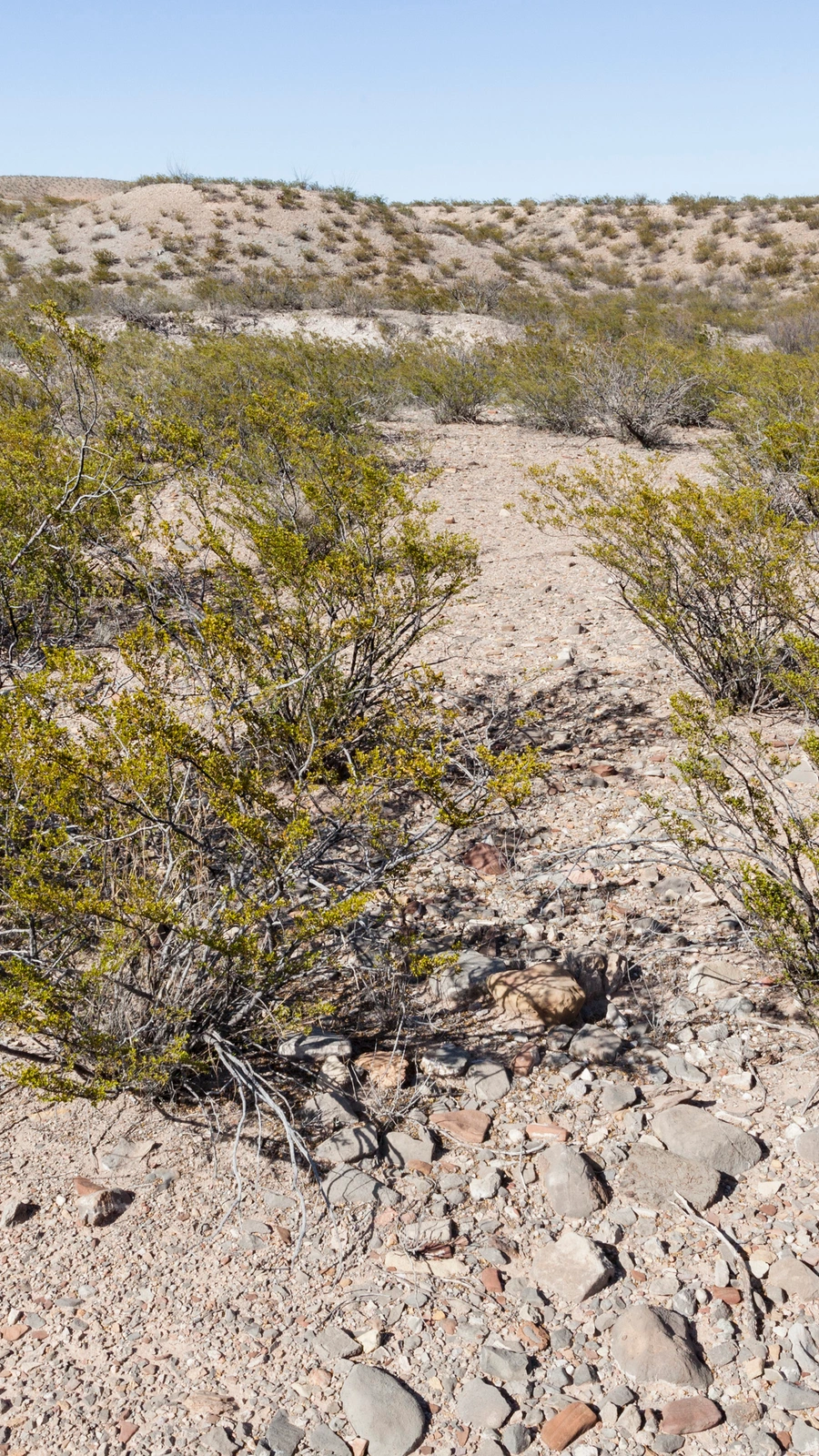 Mammillaria spinosa