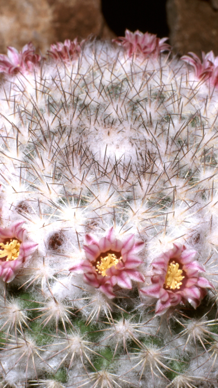 Mammillaria tayloriorum