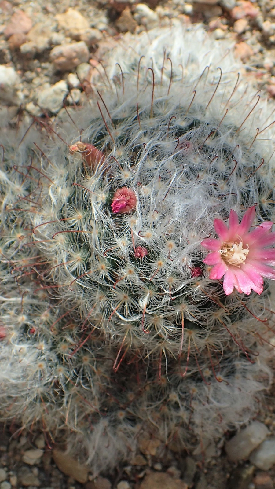Mammillaria tayloriorum