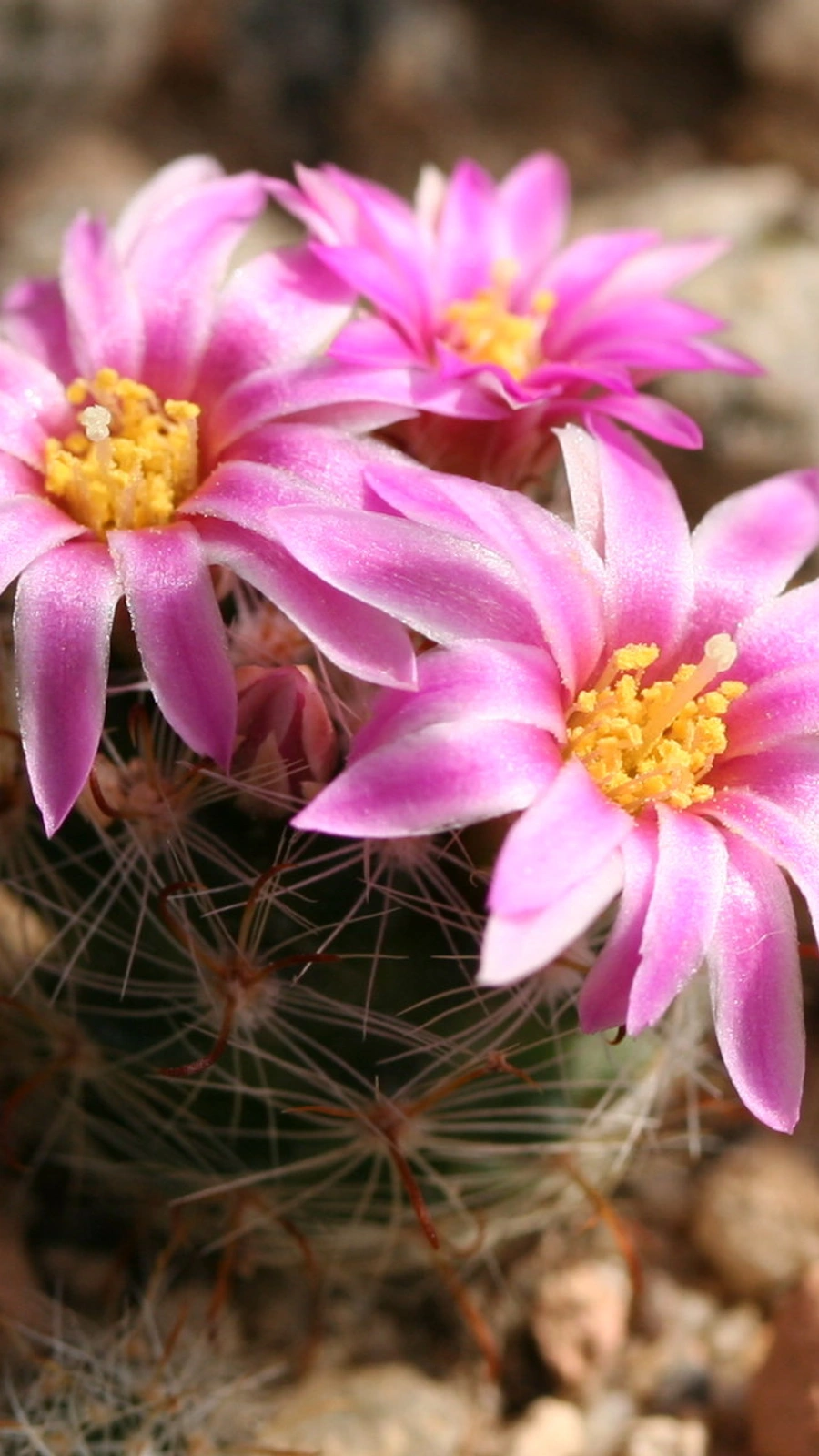 Mammillaria tepexicensis
