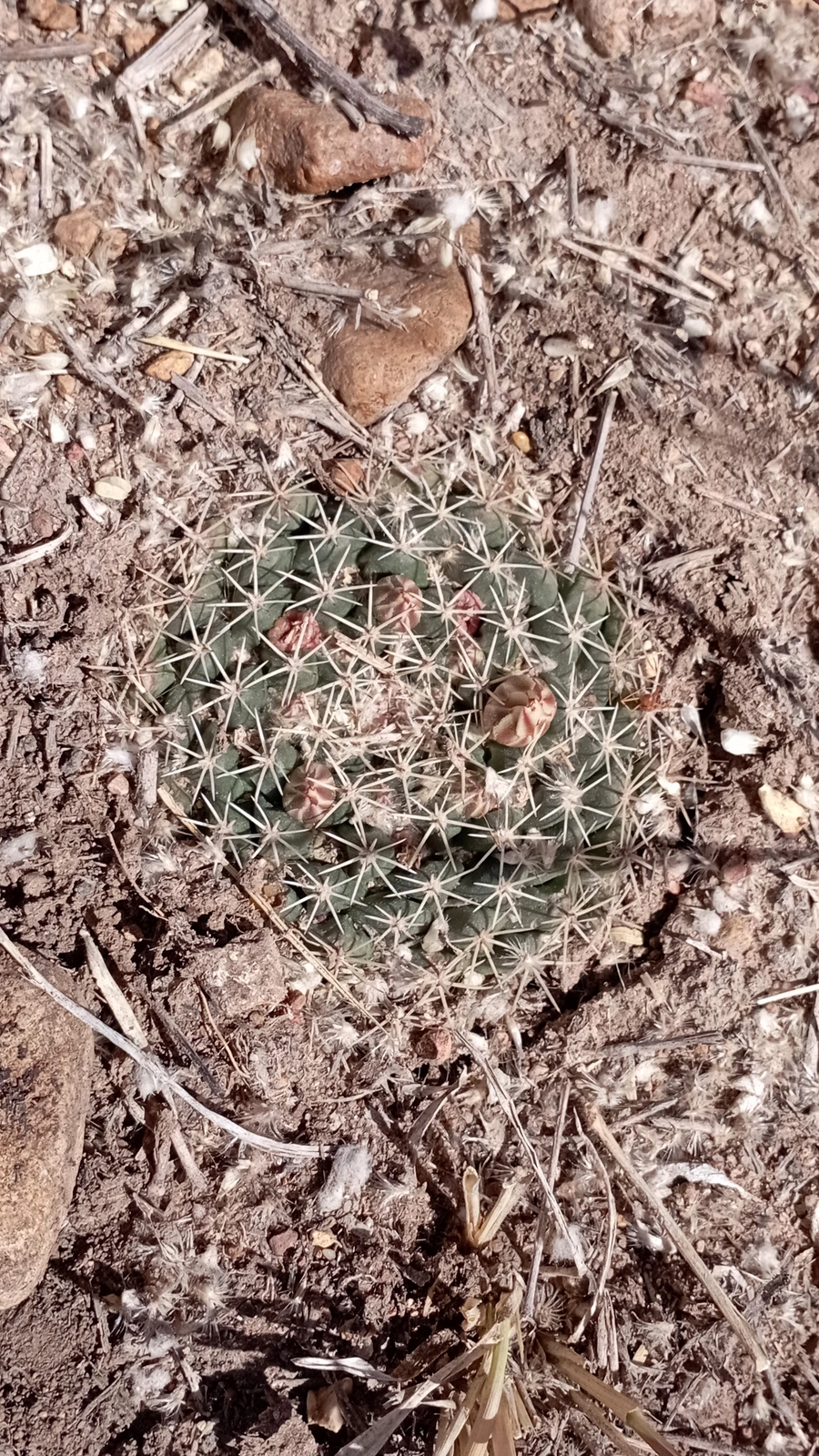 Mammillaria uncinata