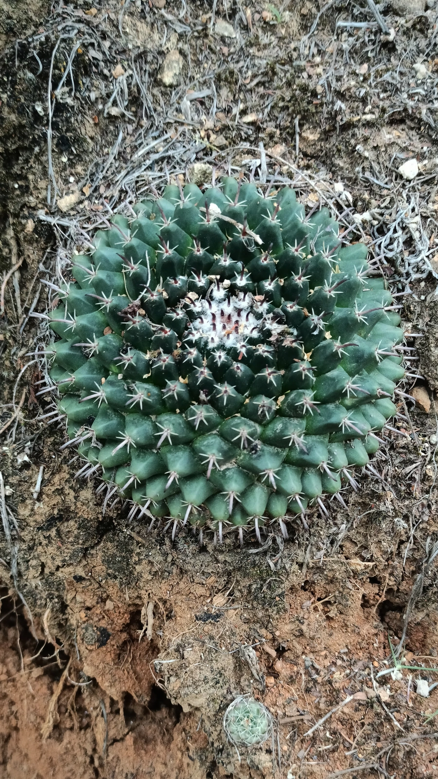 Mammillaria uncinata
