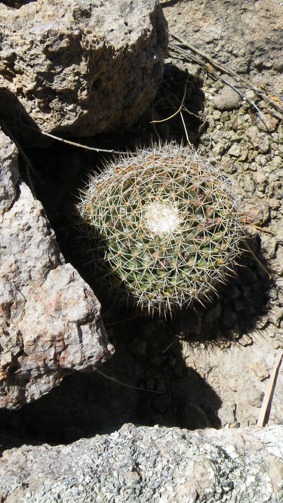 Mammillaria wagneriana