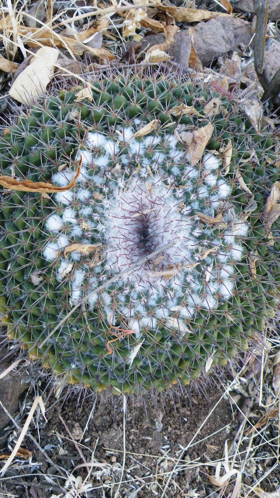 Mammillaria wagneriana