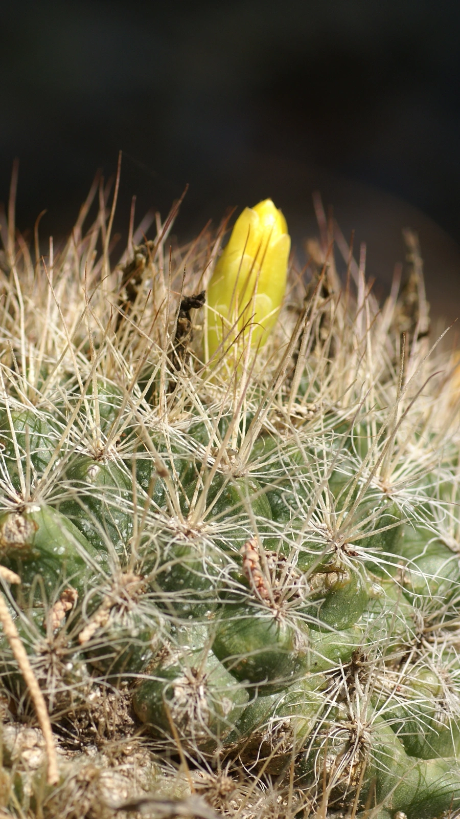 Mammillaria weingartiana