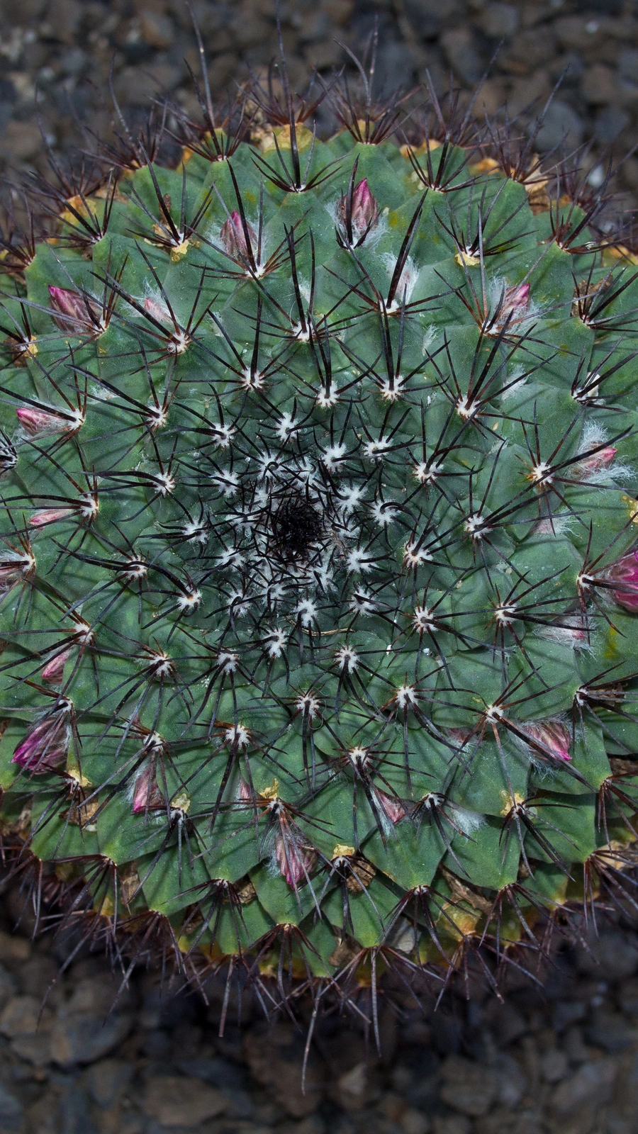 Mammillaria winterae