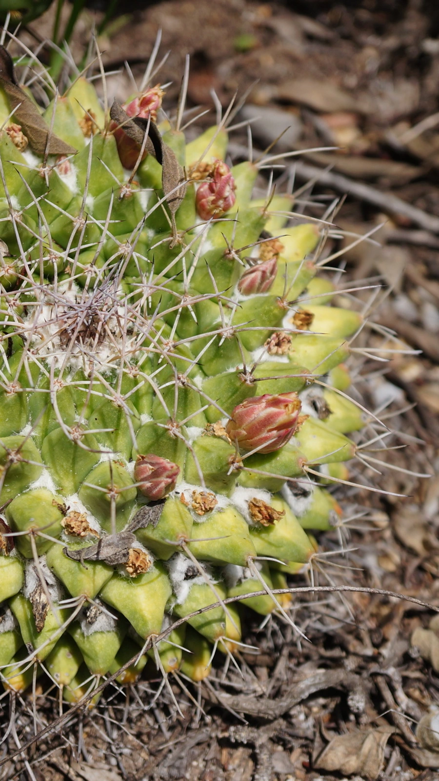 Mammillaria winterae