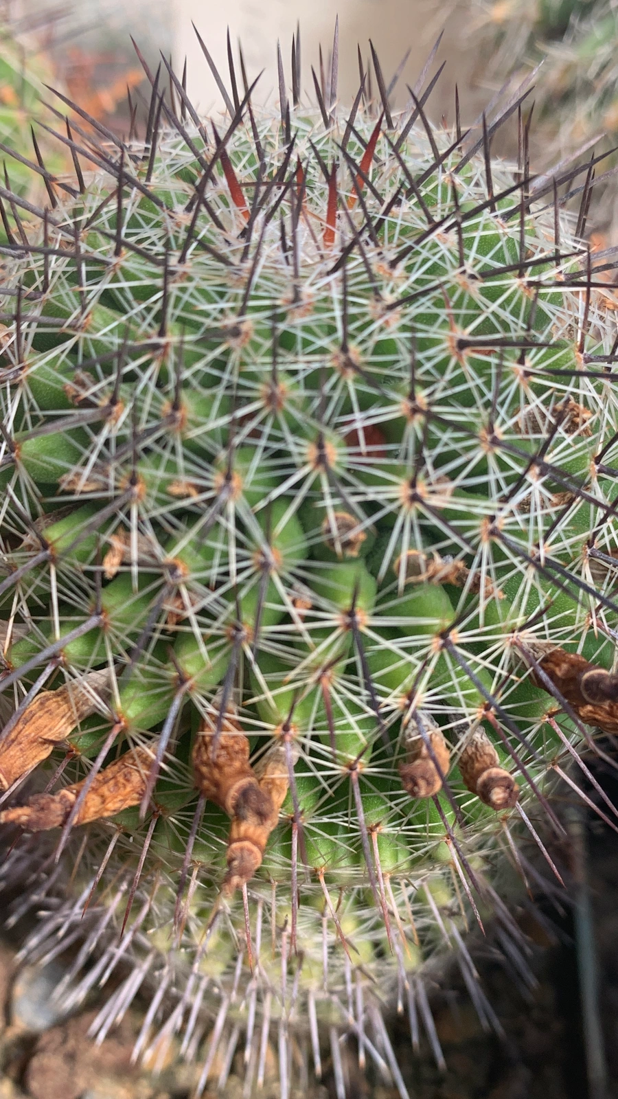 Mammillaria xaltianguensis