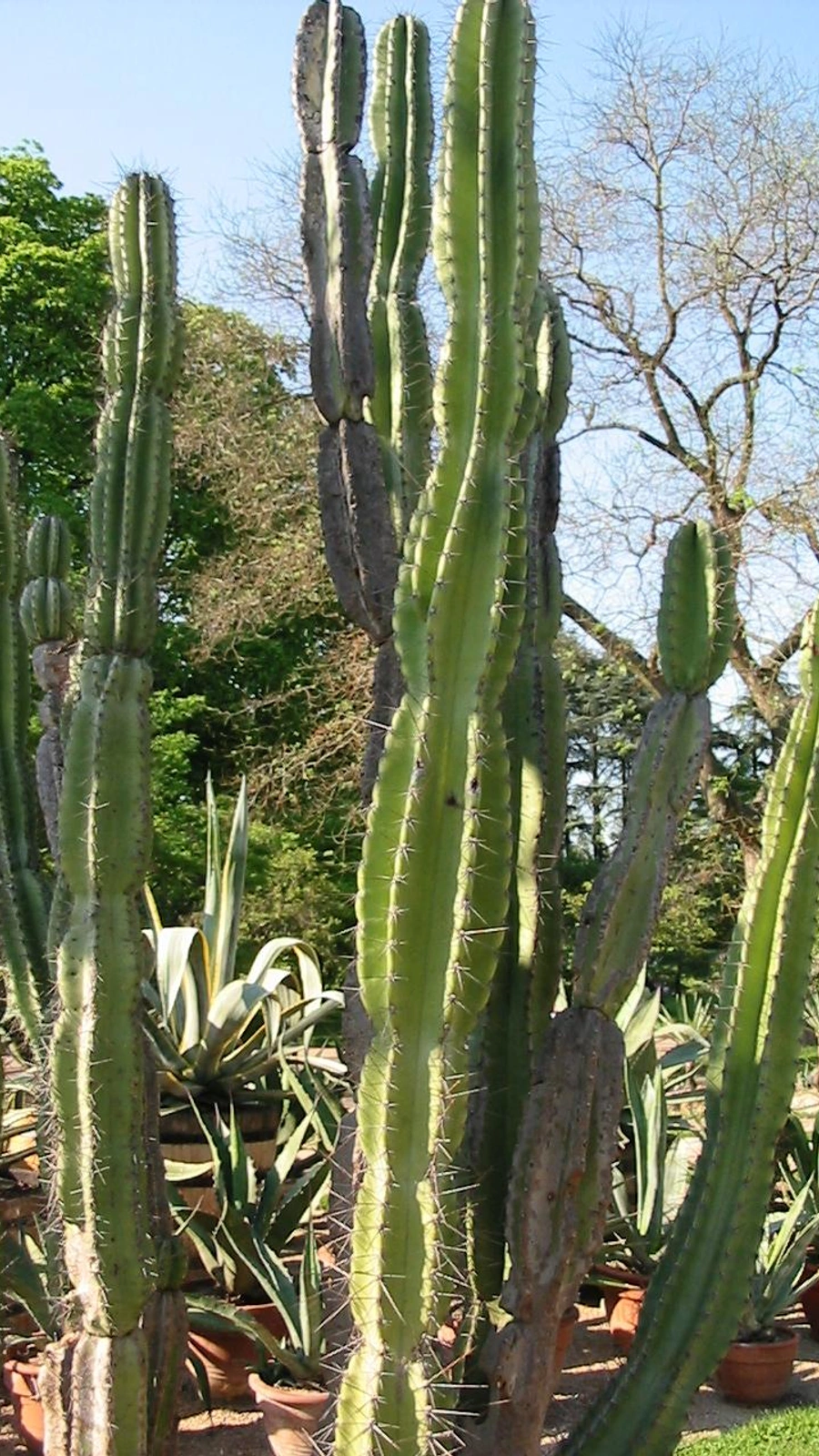 Cereus jamacaru