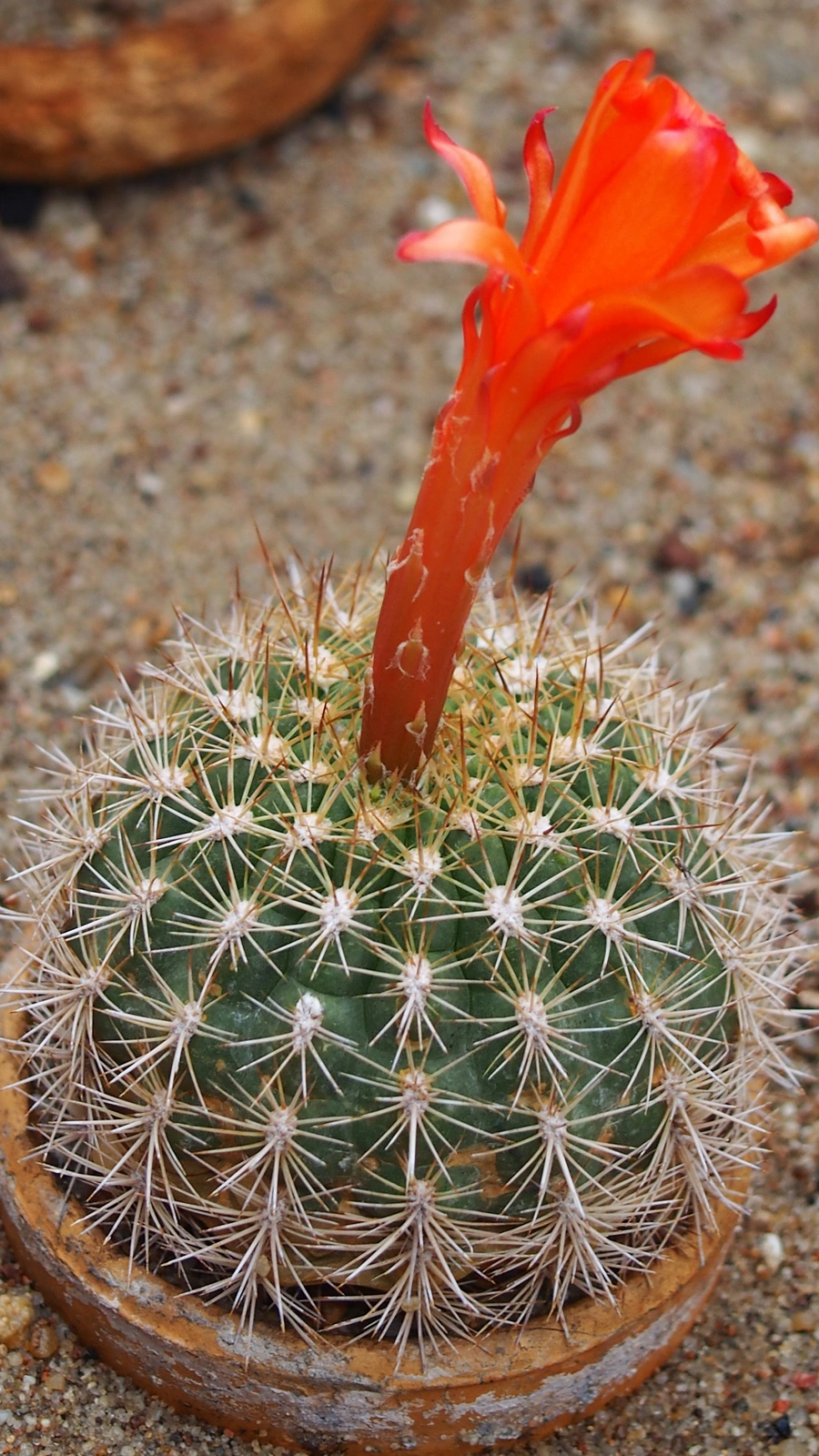 Matucana huagalensis