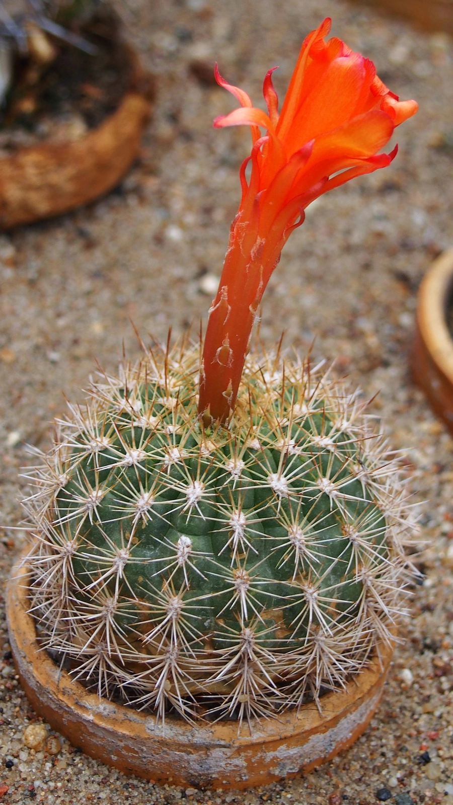 Matucana huagalensis