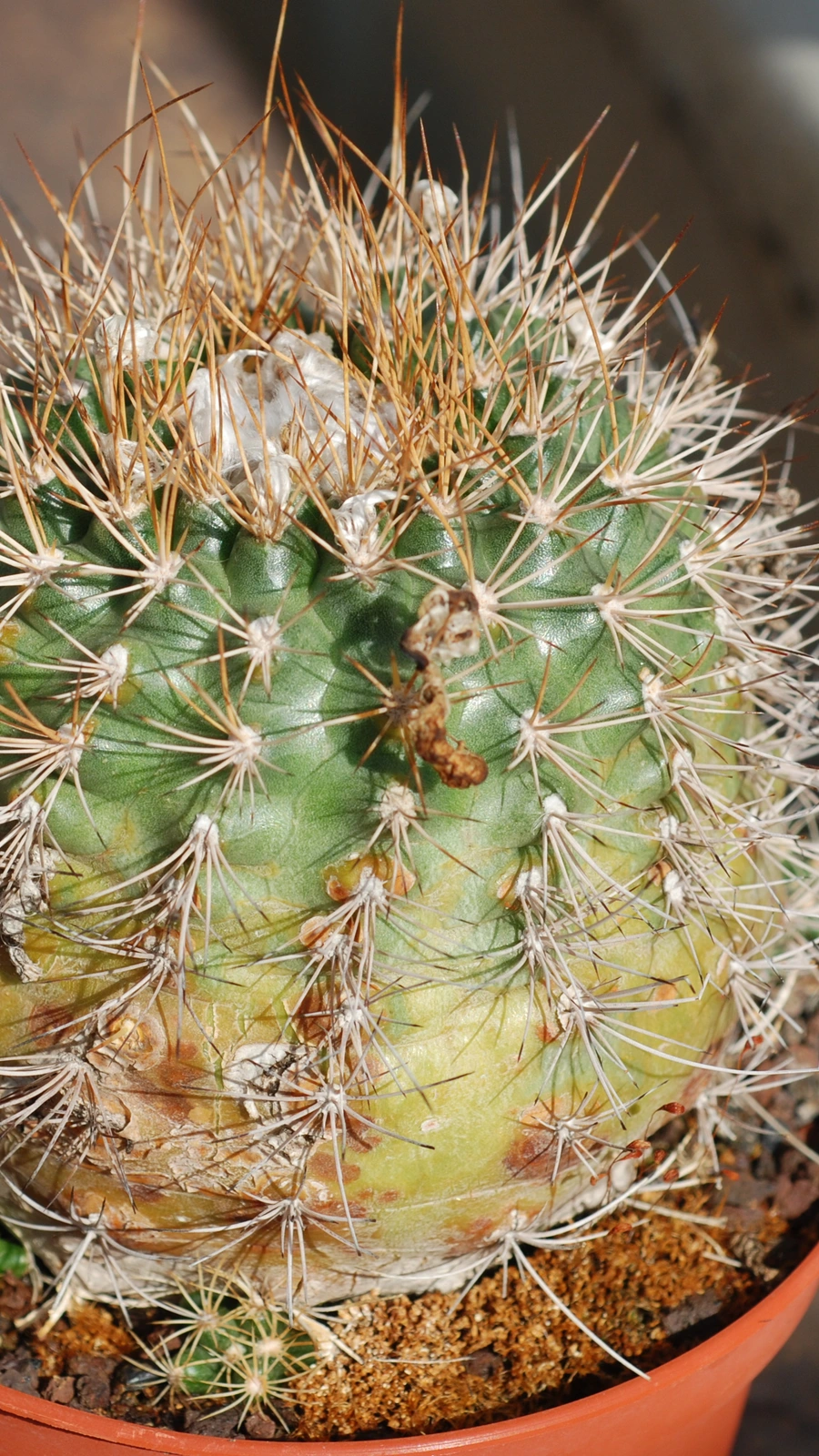 Matucana krahnii