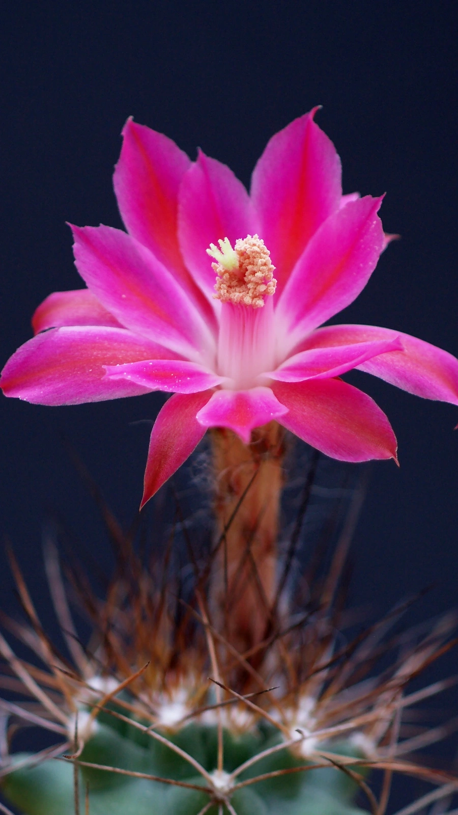 Matucana krahnii
