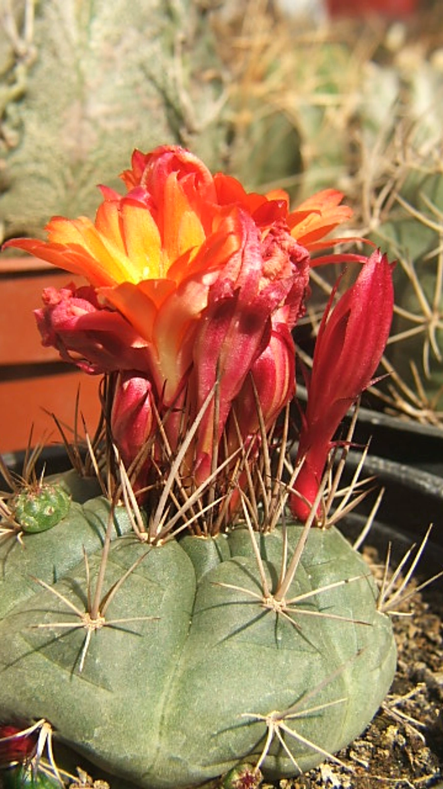 Matucana oreodoxa