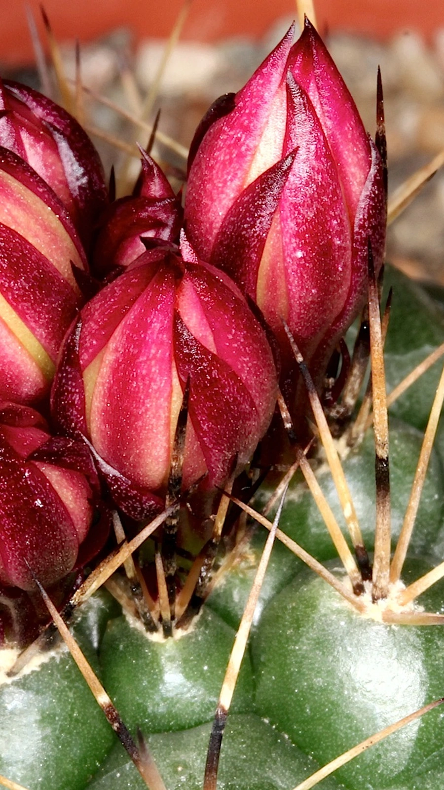 Matucana oreodoxa