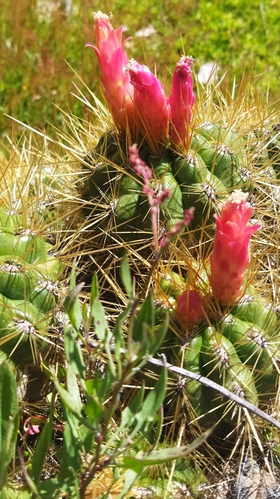 Matucana ostolazae