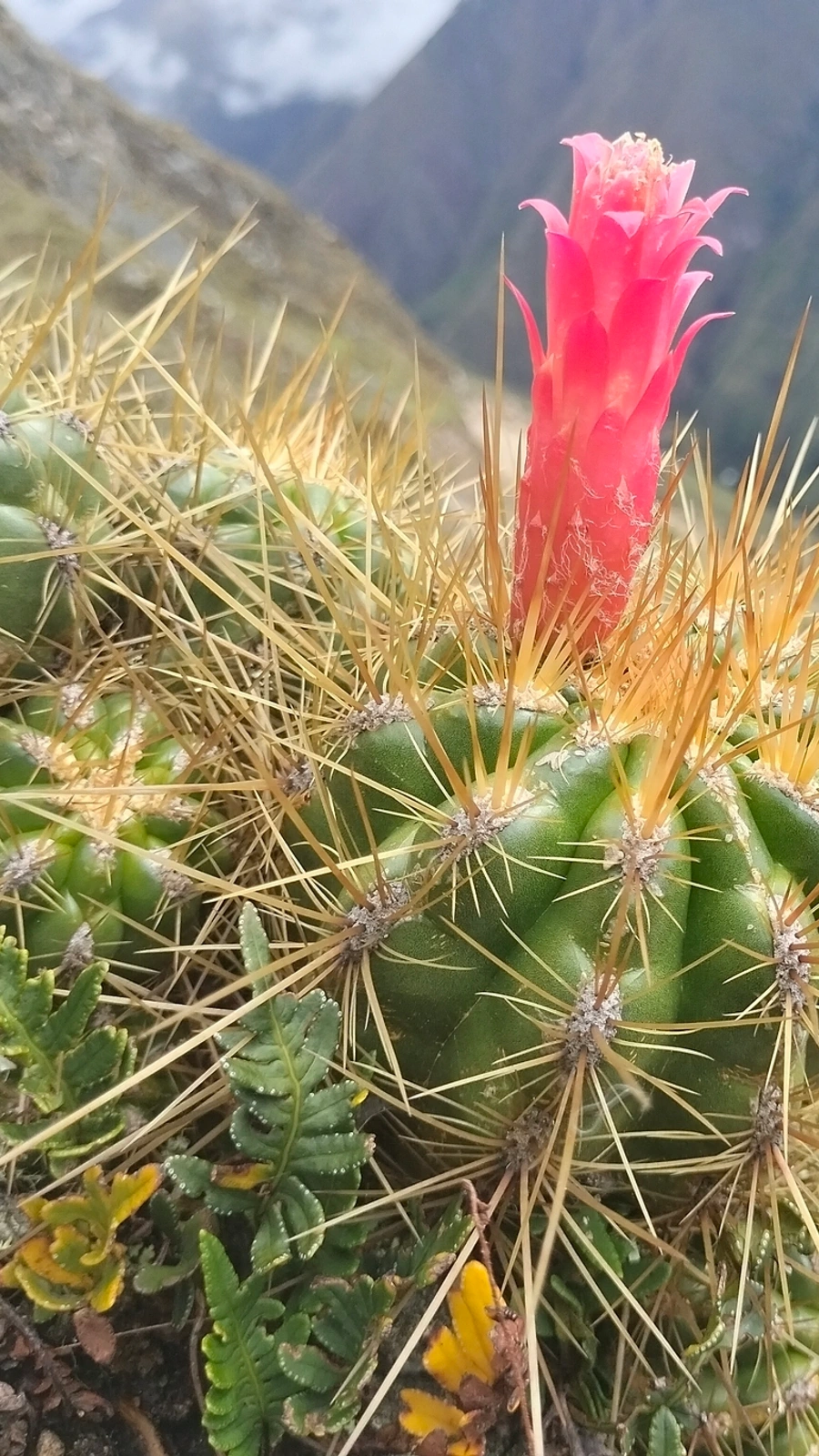 Matucana ostolazae