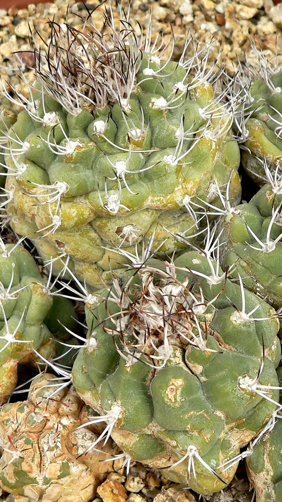 Matucana pujupatii