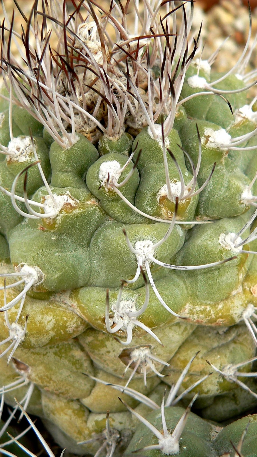 Matucana pujupatii