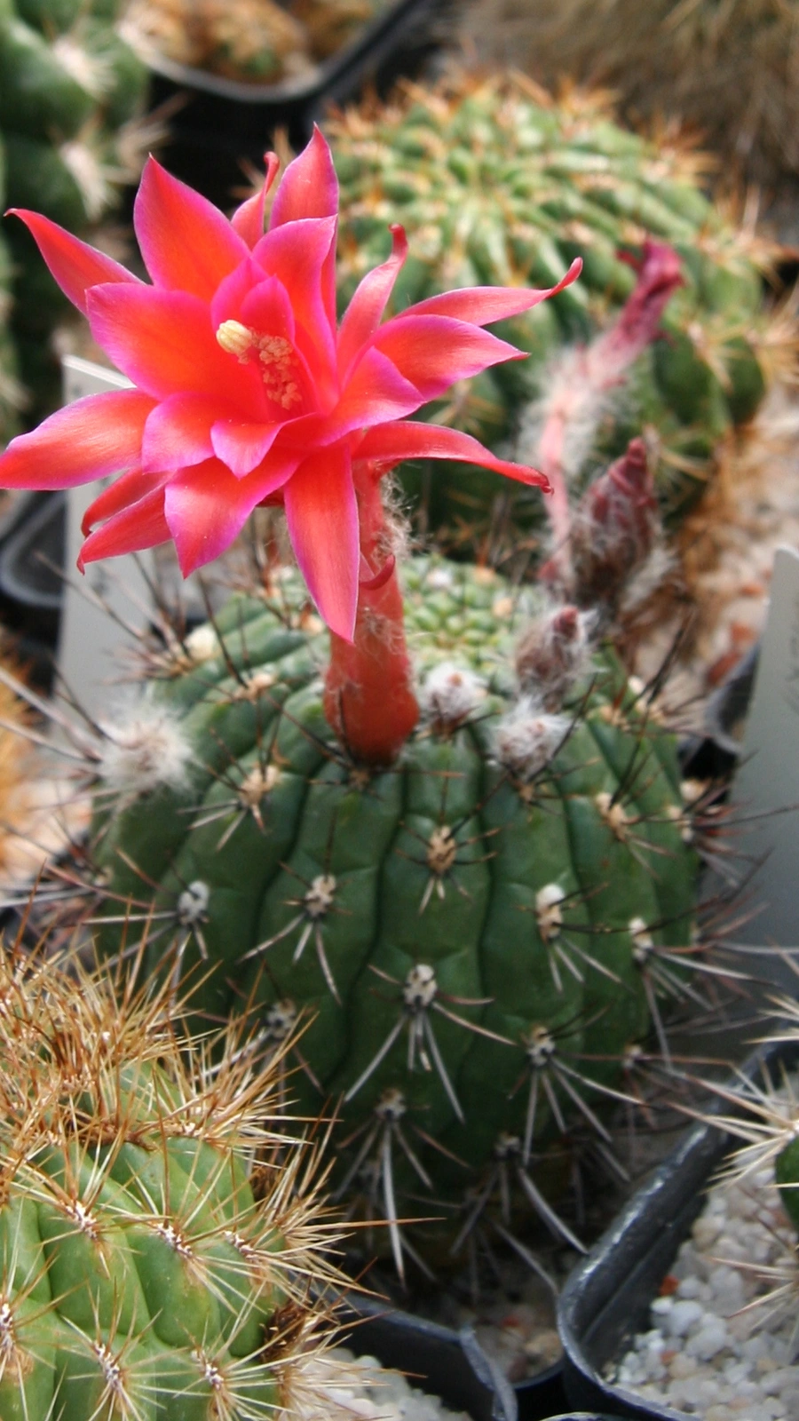 Matucana ritteri
