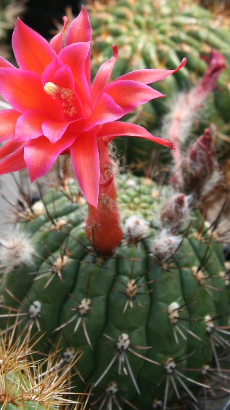 Matucana ritteri