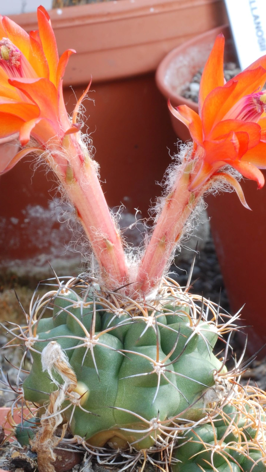Matucana tuberculata