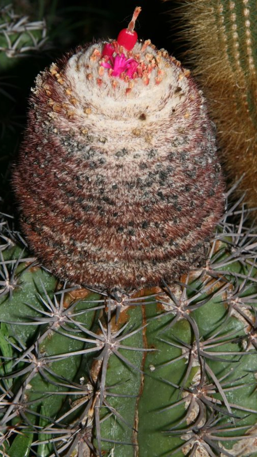 Melocactus × albicephalus