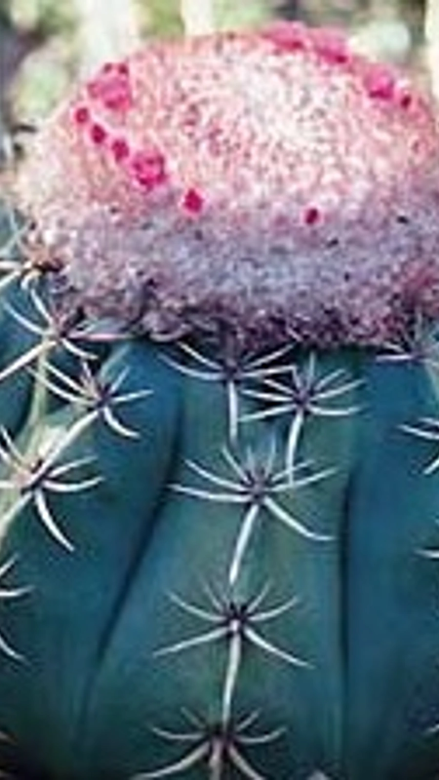 Melocactus braunii