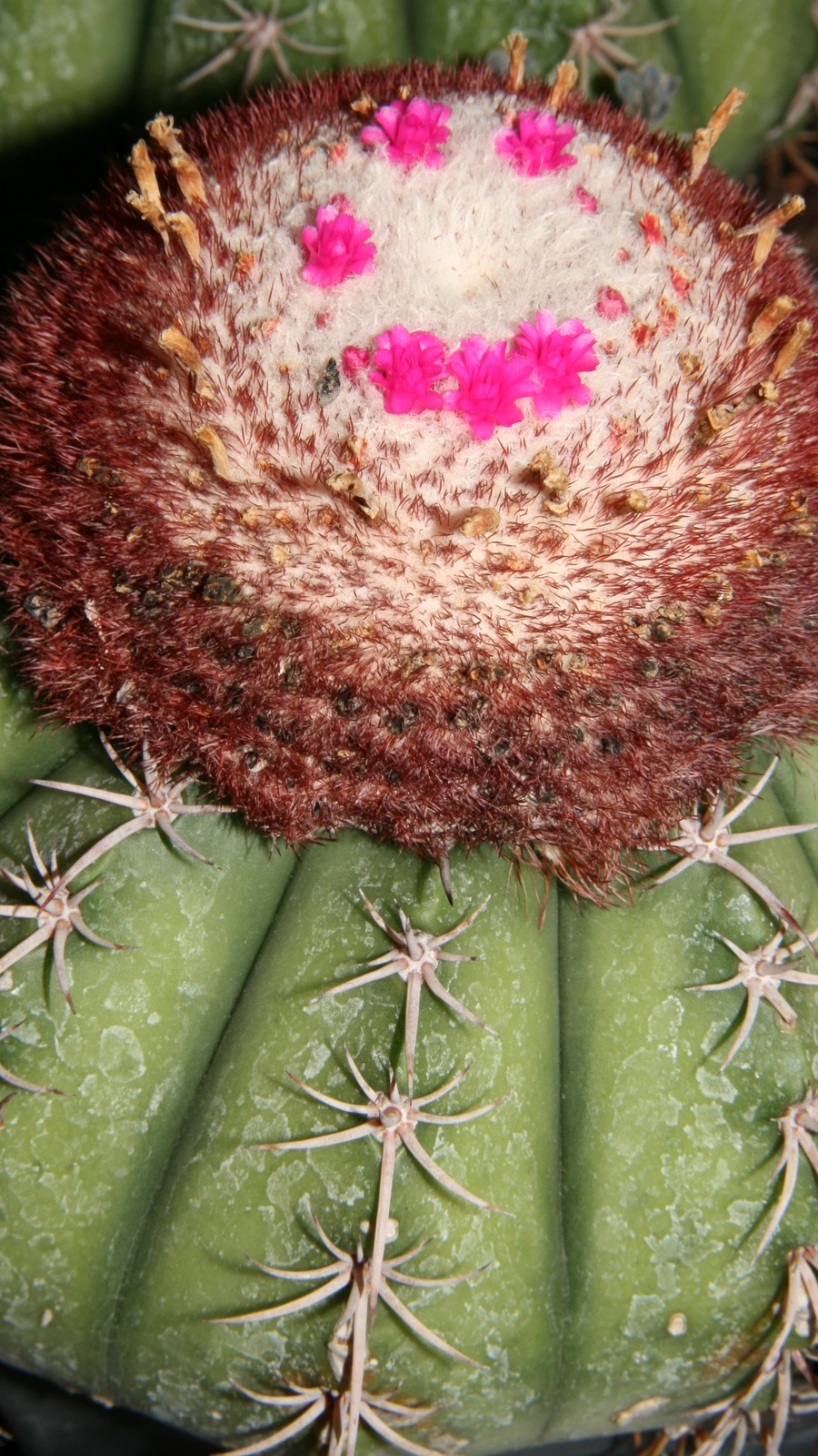 Melocactus braunii