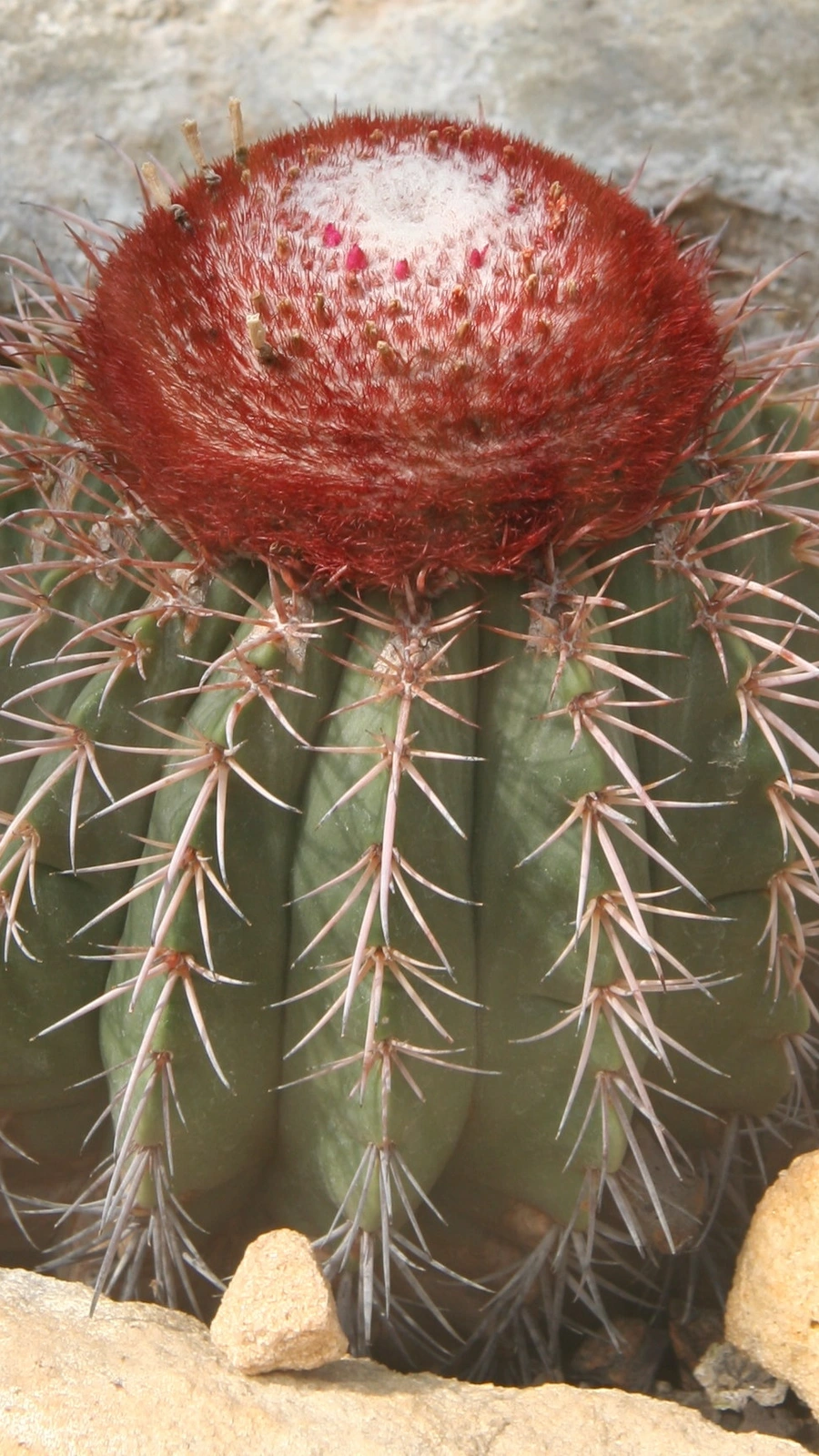 Melocactus lanssensianus