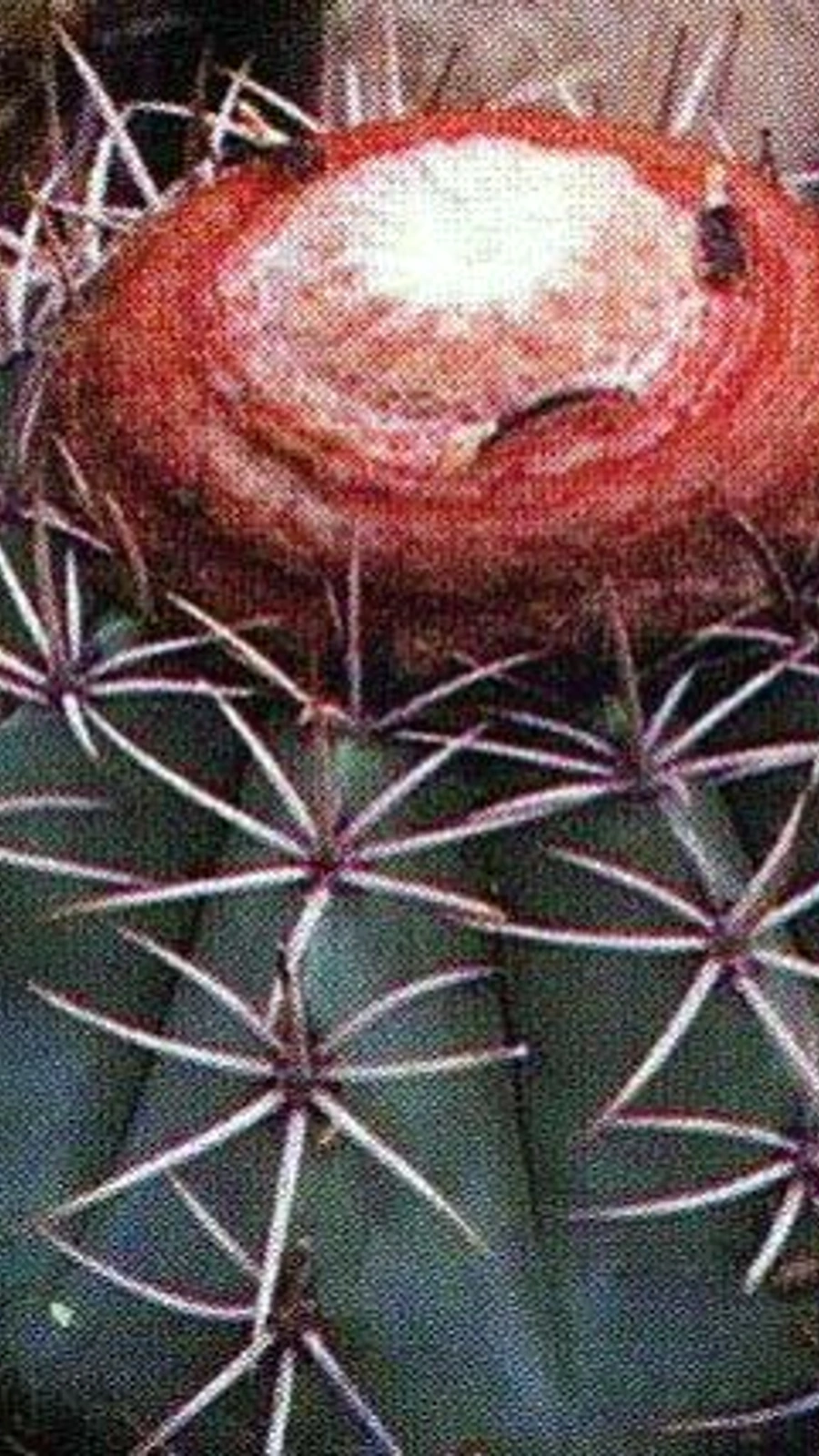 Melocactus lanssensianus