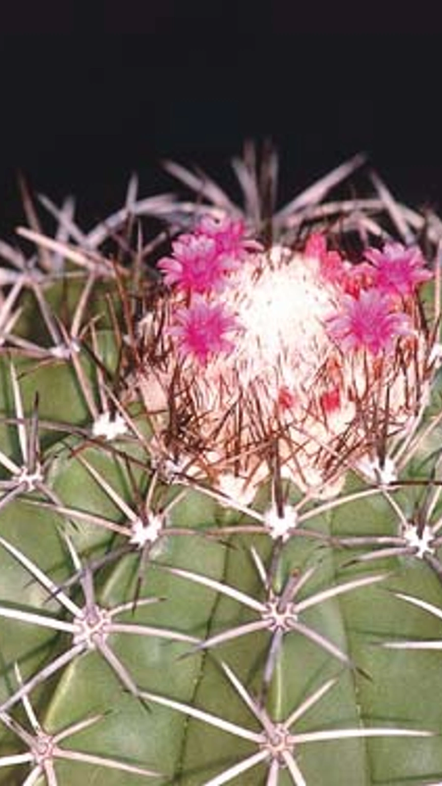 Melocactus natalensis