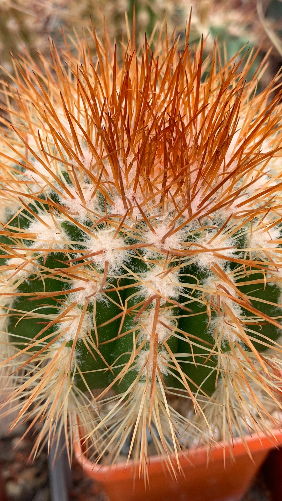 Melocactus perezassoi