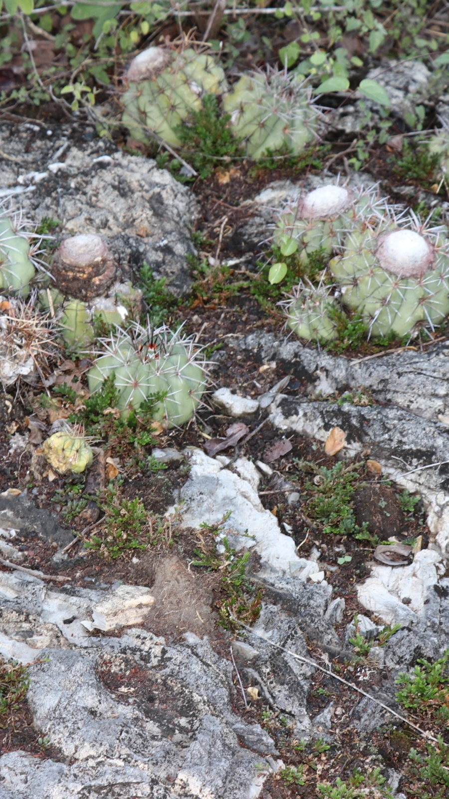 Melocactus sergipensis