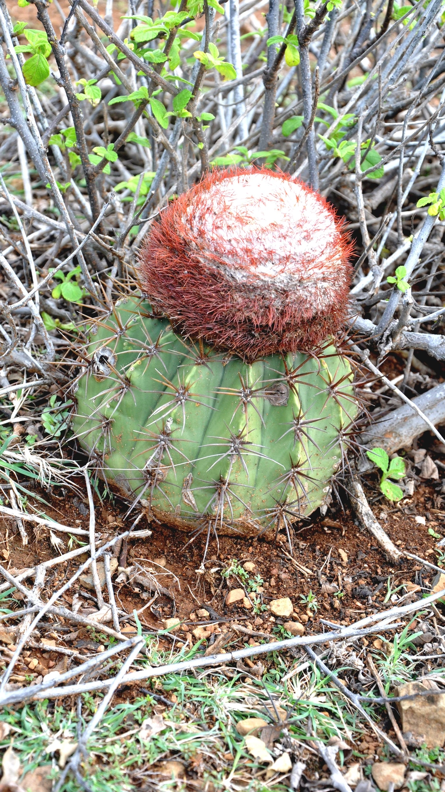 Melocactus stramineus