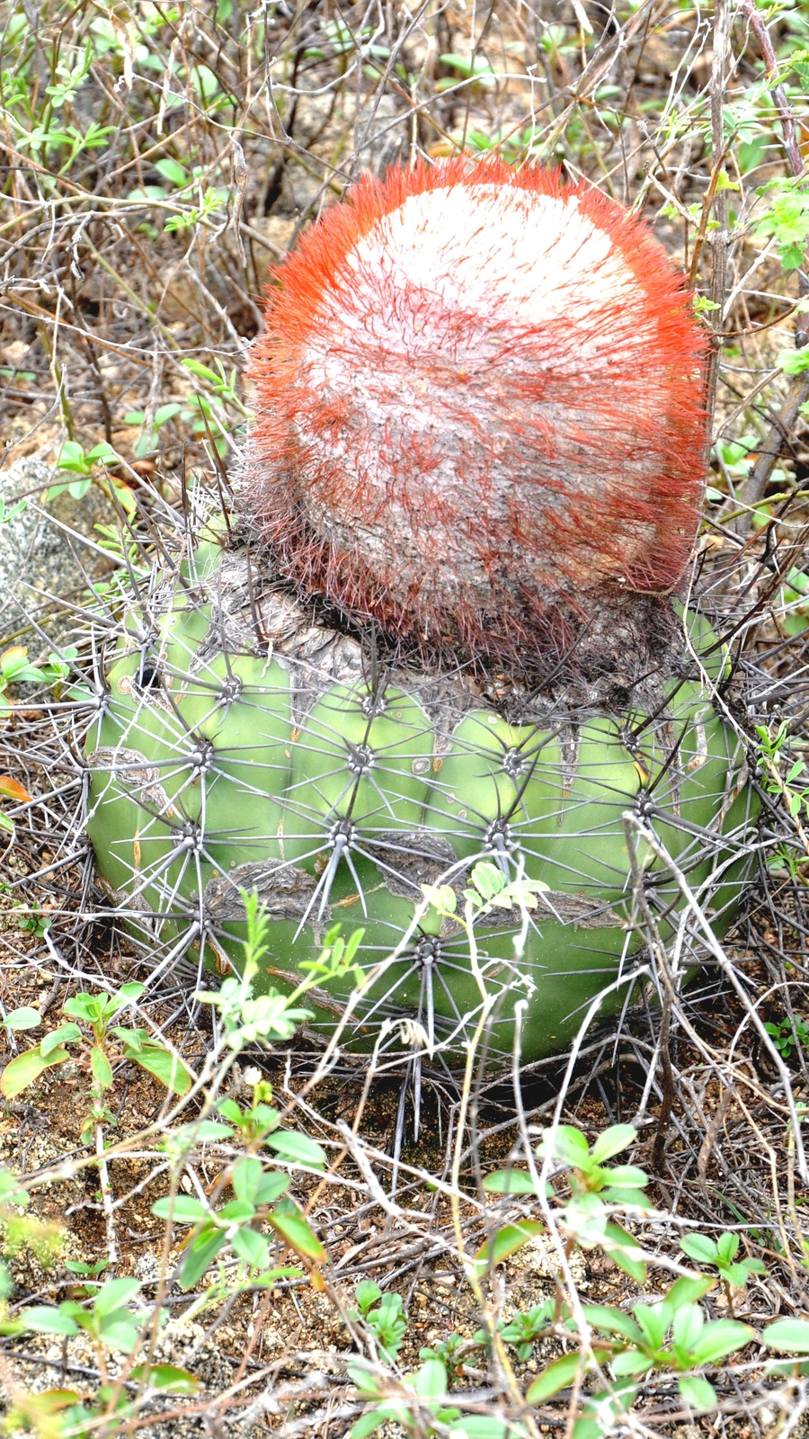 Melocactus stramineus