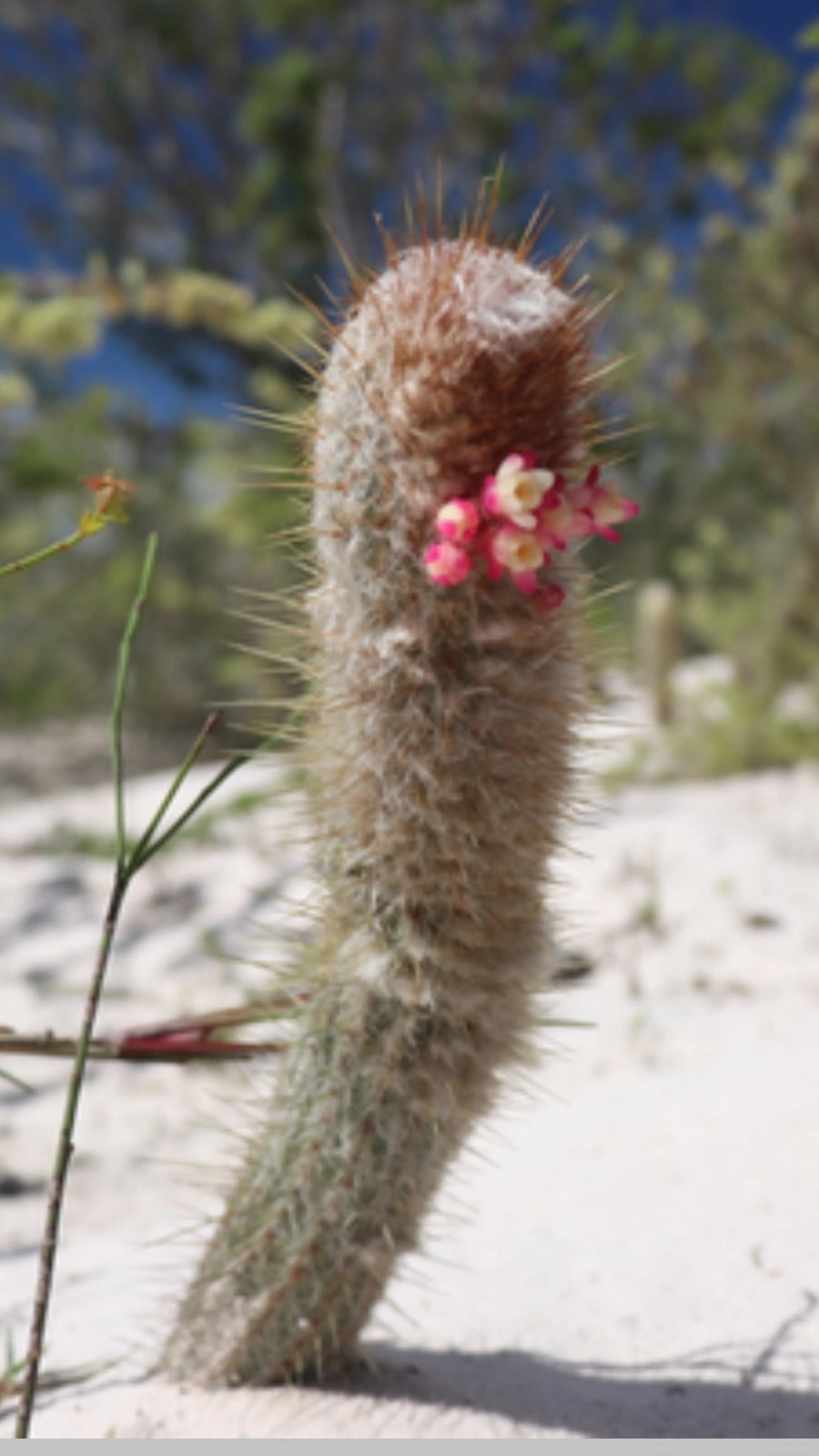Micranthocereus alvinii